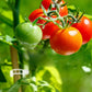 🌱🍅Plantenclips voor klimplanten – Tomatenhouders & Plantenbinders van kunststof