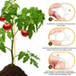 🌱🍅Plantenclips voor klimplanten – Tomatenhouders & Plantenbinders van kunststof