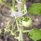 🌱🍅Plantenclips voor klimplanten – Tomatenhouders & Plantenbinders van kunststof
