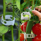 🌱🍅Plantenclips voor klimplanten – Tomatenhouders & Plantenbinders van kunststof